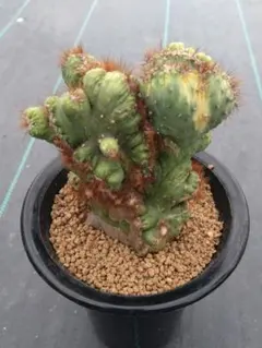 ボブマーリー様 リクエスト 2点 まとめ商品