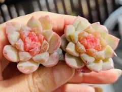 彩様 ご専用　值引100円　おまけ付き　リクエスト 4点 まとめ商品