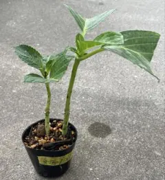 紫陽花挿し木苗のサムネイル