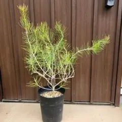 バンクシア ヌタンス 鉢植え 苗 オージープランツ ドライガーデン レア