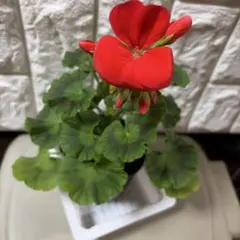 kana様 リクエスト 4点 まとめ商品