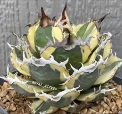 アガベ　スナグルトゥース　プレステラ120　メルカリ便 2025年最新】スナグルトゥースの人気アイテム - メルカリ