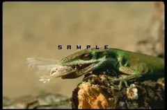 Corel【Snakes, Lizards & Salamanders】W&Mのサムネイル