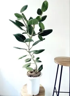 2026年最新】ベンガレンシスの人気アイテム - メルカリ