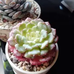 Sacchin82様 リクエスト 3点 まとめ商品