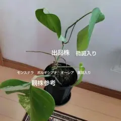 2026年最新】モンステラ オーレアの人気アイテム - メルカリ