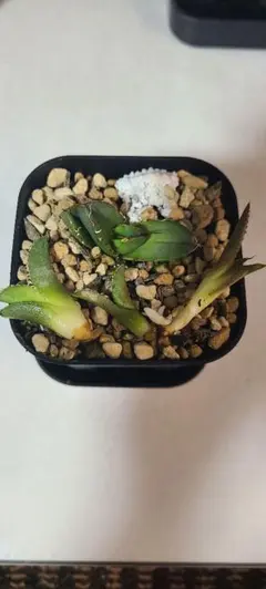 2026年最新】アガベ イラン株の人気アイテム - メルカリ