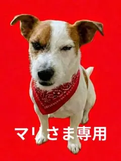 マリさま専用セット