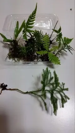 天然苔色々セット&ミニシダ小パック、シダ植物、苔盆栽、苔玉、苔リウム、テラリウムのサムネイル