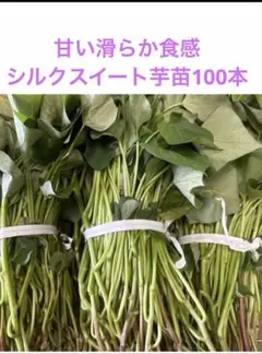 シルクスイート苗100本送料込み - メルカリ