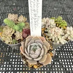 まめ様 リクエスト 2点 まとめ商品