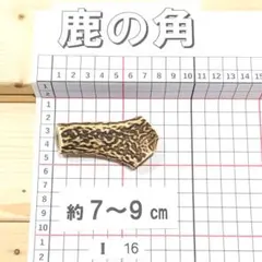 鹿の角 I17 1本7～9㎝ 兵庫県産 鹿角 鹿のツノ しかつの - メルカリ