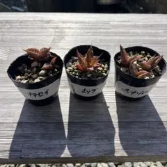 2026年最新】アガベ チタノタ セットの人気アイテム - メルカリ