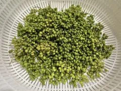 終了間近！送料込み！青森県産 実山椒 ☆採れたて100g+増量中 ☆値引き