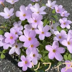 杉田二郎様 リクエスト 3点 まとめ商品