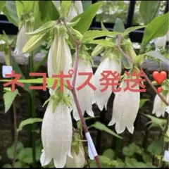 開花間近 白色八重咲ホタル袋苗ホタルブクロ苗 - メルカリ