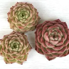 NEW‼️187 花王　大きめ3株セット　エケベリア　多肉植物　韓国苗