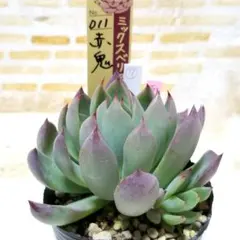 2026年最新】おらいさんの人気アイテム - メルカリ