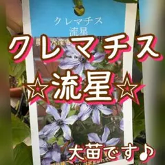 2026年最新】流星 クレマチスの人気アイテム - メルカリ
