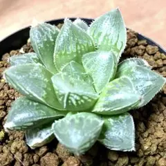 25 ハオルチア モンロー 巨大化 梦露巨大化 多肉植物 大葉 大窓 - メルカリ