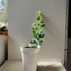 RUKA様 リクエスト 2点 まとめ商品