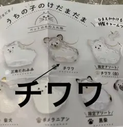 【チワワ】　正規品　うちの子のけだまだま　犬のけだまだま