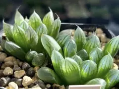 むぎちゃん様 リクエスト 2点 まとめ商品