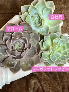 カット苗3種セット　大苗　白牡丹　マーガレットレッピン　マローム　多肉植物