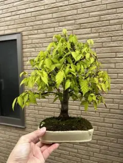 三河盆栽　ケヤキ　欅　箒立ち　葉性良　将来性有　枝混み凄い　小葉性　根張り　盆栽 三河盆栽 ケヤキ 欅 箒立ち 葉性良 将来性有 枝混み凄い 小葉性 根張り