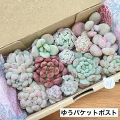 21 多肉植物　多肉弁当　詰め合わせ　寄せ植え　セット　カット苗　韓国苗　つぶ