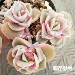 多肉植物♡ラブリーローズ錦 赤斑2頭♡ポットごと発送も可能です〜斑入り^^