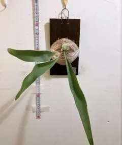 Kokoko☆☆☆様 リクエスト 2点 まとめ商品