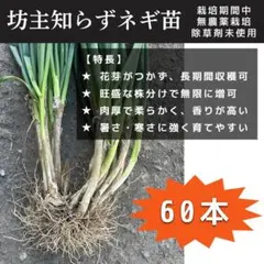 坊主しらずネギ苗 100本 抜き苗 万能ネギ 無限ネギ 家庭菜園 プランター栽培 坊主しらずネギ苗 100本 抜き苗 万能ネギ 無限ネギ 家庭菜園