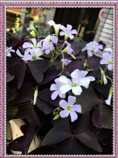 Kappei0318様 リクエスト 4点 まとめ商品