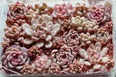 多肉植物　フラワー寄せ植えセット①（カット苗）