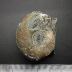 アンモナイト【国産化石標本】のサムネイル