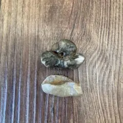 2026年最新】イルカの耳骨の化石の人気アイテム - メルカリ