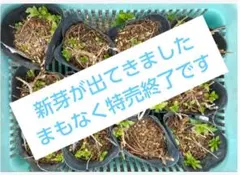 ああああ様 リクエスト 2点 まとめ商品