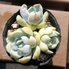 多肉植物 エケベリア イザベルのサムネイル
