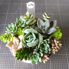 (272)多肉植物　寄せ植えセット　カット苗のサムネイル