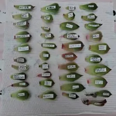葉挿しセット 多肉植物 おらいさん パクさん 韓国苗 レア入りのサムネイル