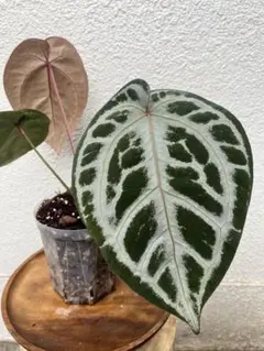 Anthurium Wonderboy A self - メルカリ