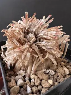 トニーニョ様 リクエスト 2点 まとめ商品