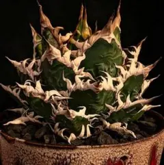 2025年最新】アガベキングコングの人気アイテム - メルカリ