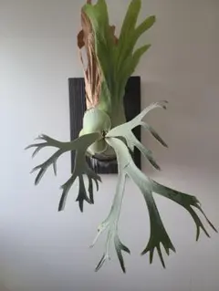 2025年最新】イエロームーン ビカクシダの人気アイテム - メルカリ