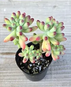 2026年最新】乙女心 多肉の人気アイテム - メルカリ