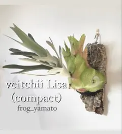 FSQ x Veitchii Wild 特殊個体 ミュータント系 FSQ x Veitchii Wild 特殊個体 ミュータント系 - メルカリ