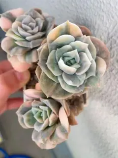 彩様 リクエスト 2点 まとめ商品