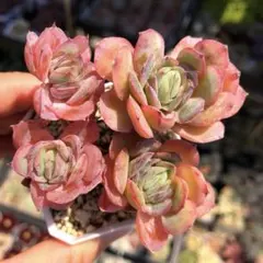 87 #アエオニウム錦❤️ブロンズメダル錦❤️甜茶錦❤️7大頭20cm 拔き