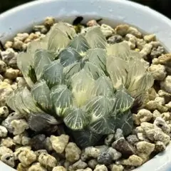 ハオルチア ナイルの一滴(ハオルシア多肉植物) - メルカリ